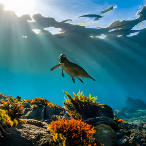 Undersea view