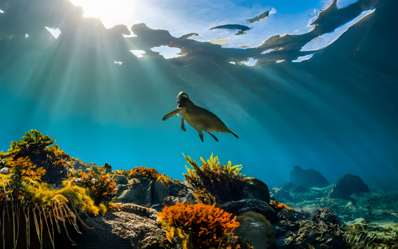 Undersea view