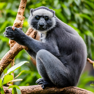 A view of a primate