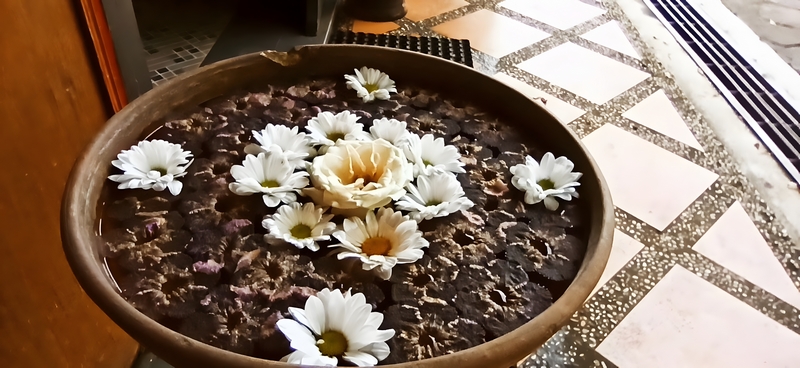 White flowers in pots